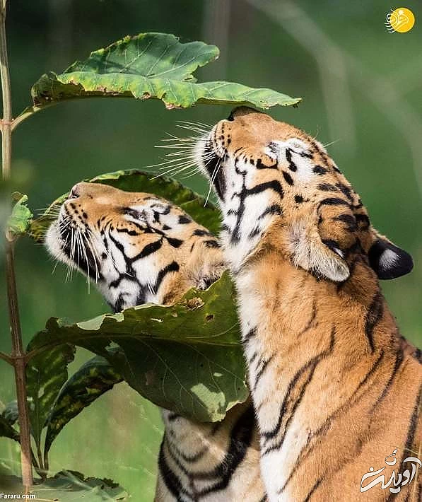 تصاویر منتخب حیات وحش در یک هفته